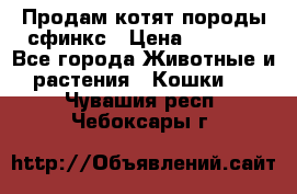 Продам котят породы сфинкс › Цена ­ 4 000 - Все города Животные и растения » Кошки   . Чувашия респ.,Чебоксары г.